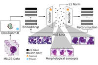 Header image for CytoSAE: Interpretable Cell Embeddings for Hematology